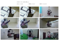 YT2764 【落叶】笼震